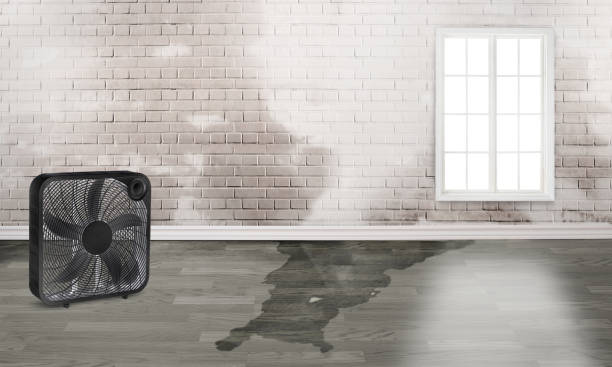 Best Mold removal after water damage  in Gilmer, TX